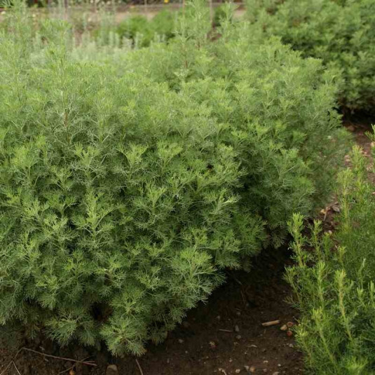 Artemisia abrotanum 'Maritima' - Plante Cola