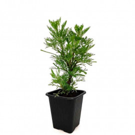 Artemisia abrotanum 'Maritima' - Plante Cola