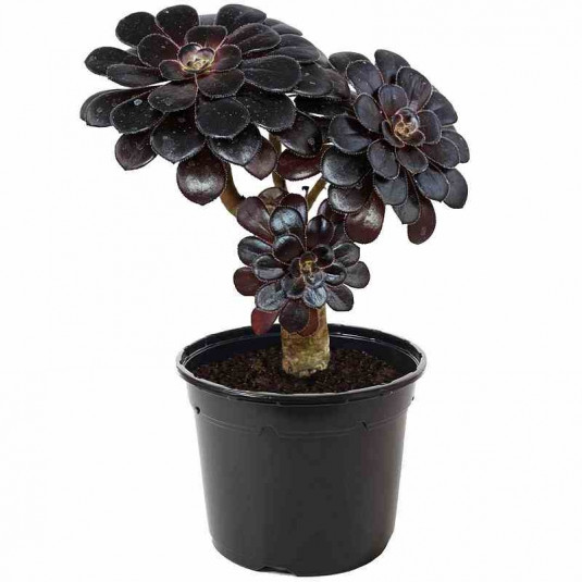 Aeonium arboreum 'Schwarzkopf' - Chou en arbre noir