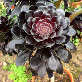 Aeonium arboreum 'Schwarzkopf' - Chou en arbre noir