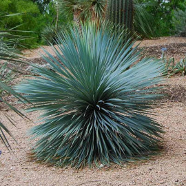 Yucca rostrata 'Sapphire Skies'® - Yucca bleu