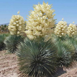 Yucca rostrata 'Sapphire Skies'® - Yucca bleu