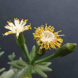 Kleinia anteuphorbium - Senecio cactus