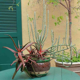 Kleinia anteuphorbium - Senecio cactus
