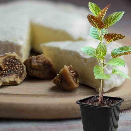 Paederia lanuginosa - Plante fromage