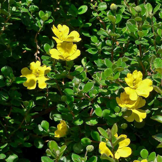 Hibbertia aspera - Fleur de Guinée jaune