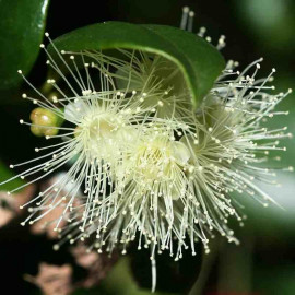 Eugenia 'Newport' - Syzygium - Cerisier des Antilles