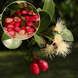 Eugenia 'Newport' - Syzygium - Cerisier des Antilles