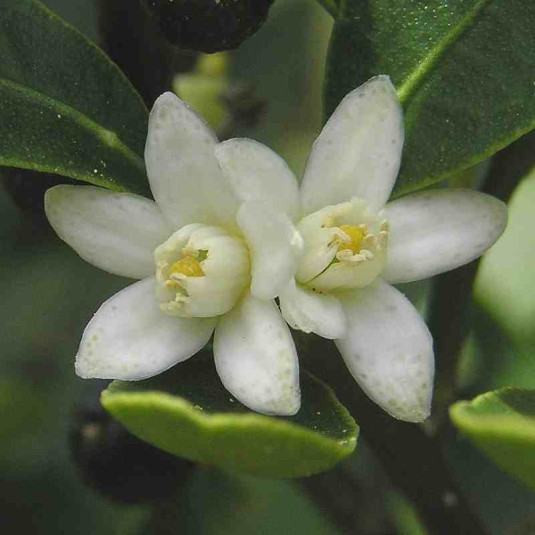 Fortunella hindsii Kumquat de Hong Kong Faux Citrus à petits fruits