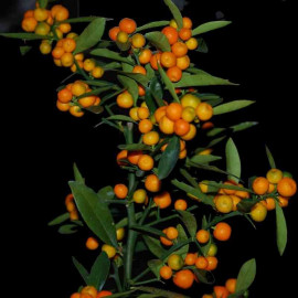 Fortunella hindsii - Kumquat de Hong Kong - Faux Citrus à petits fruits