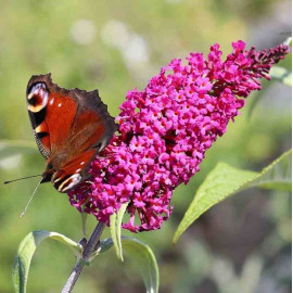 Buddleia davidii 'Summer Beauty' - Arbre aux papillons carmin - Buddleja