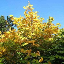 Cladrastis lutea - Virgilier à bois jaune