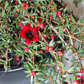 Leptospermum scoparium 'Red Falls' - Faux myrtes couvre-sol - Manuka rouge