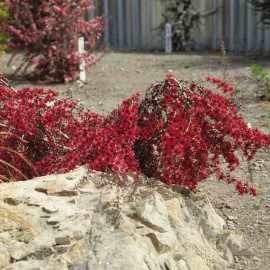 Leptospermum scoparium 'Red Falls' - Faux myrtes couvre-sol - Manuka rouge