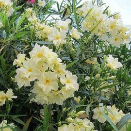 Nerium oleander 'Souvenir des Iles Canaries' - Laurier rose à fleurs jaunes