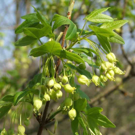 Acer monspessulanum - Érable de Montpellier
