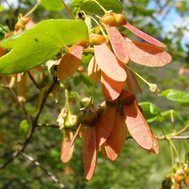 Acer monspessulanum - Érable de Montpellier