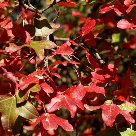 Érable de Montpellier Vente Acer monspessulanum — free download