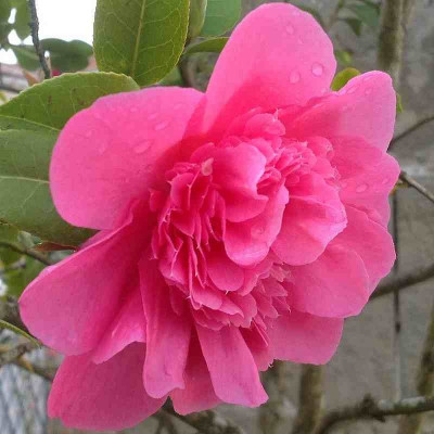 Camellia williamsii 'Anticipation' * - Camélia printanier fuchsia