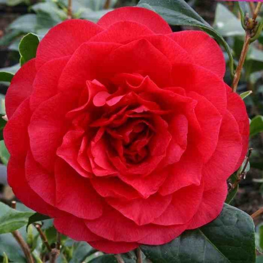 Camellia williamsii 'Les Jury's' * - Camélia printanier rouge