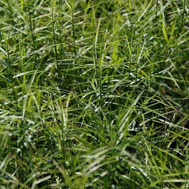 Carex muskingumensis - Laîche palmée d'Amérique