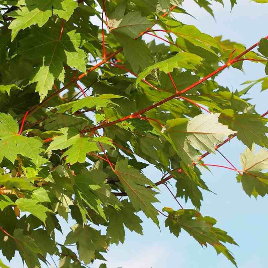 Acer Freemanii Jeffersred Vente Erable De Freeman Jeffersred acer-freemanii-jeffersred-vente-erable-de-freeman-jeffersred