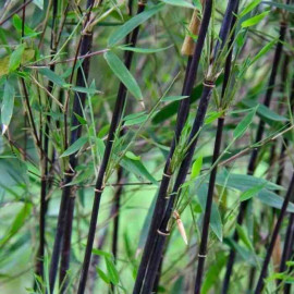 Fargesia 'Black Dragon' - Bambou noir non-traçant