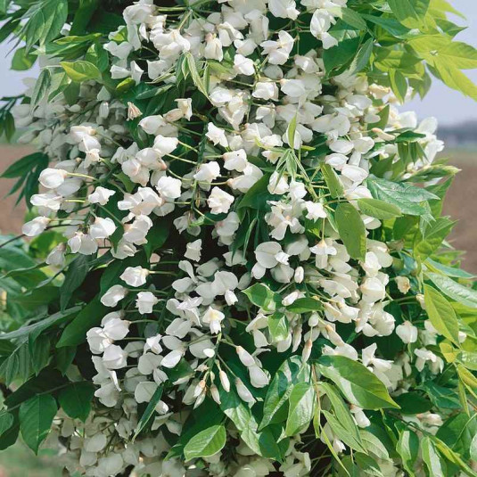 Wisteria floribunda 'Venusta' - Glycine du Japon soyeuse blanche