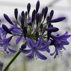 Agapanthus 'Black Pantha'® - Agapanthe fleur d'amour noire
