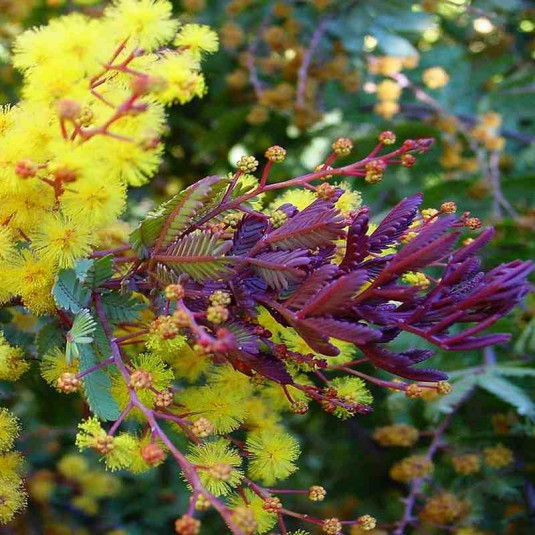 Acacia baileyana 'Purpurea' - Mimosa de Bailey pourpre 