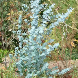 Eucalyptus gunnii 'Silverana'® - Gommier cidre bleu compact.