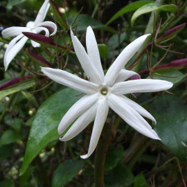 Jasminum nitidum - Jasmin à feuilles de laurier blanc parfumé