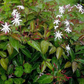 Jasminum nitidum - Jasmin à feuilles de laurier blanc parfumé