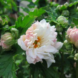 Anemone 'Tiki Sensation'® - Anémone du Japon blanche à fleurs doubles