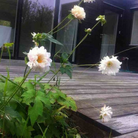 Anemone 'Tiki Sensation'® - Anémone du Japon blanche à fleurs doubles