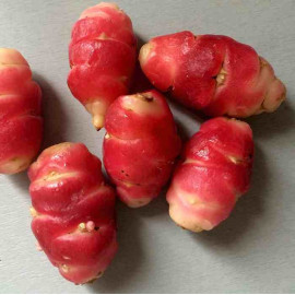 Oxalis tuberosa 'Crimson and Gold' - Oca du Pérou