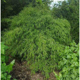 Fargesia nitida 'Gansu' - Bambou non-traçant pour l'ombre