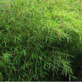 Fargesia nitida 'Gansu' - Bambou non-traçant pour l'ombre