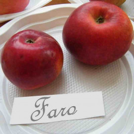 Pommier ancien 'Faro' * - Malus communis  à pommes rouges