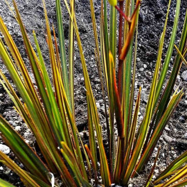Libertia ixioides 'Taupo Sunset'® - Iris de Nouvelle-Zélande multicolore