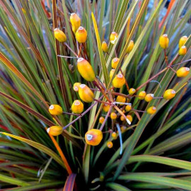 Libertia ixioides 'Taupo Sunset'® - Iris de Nouvelle-Zélande multicolore