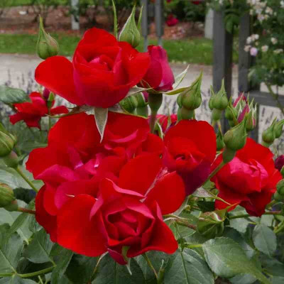Rosa Sans Contraintes 'Black Forest Rose'® - Rosier hybride kordes® rouge cerise