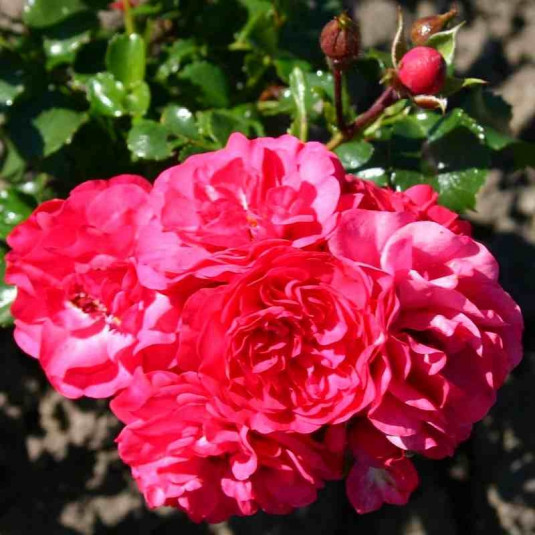 Rosa Sans Contraintes 'Toscana'® - Rosier hybride kordes® rouge couvre-sol