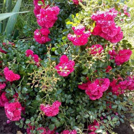 Rosa Sans Contraintes 'Toscana'® - Rosier hybride kordes® rouge couvre-sol