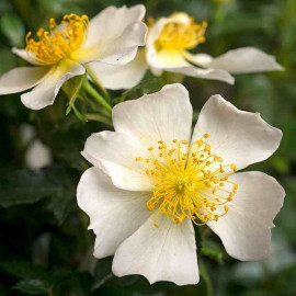 Rosa Sans Contraintes 'Rose du Soleil'® - Rosier hybride kordes® à fleurs de ciste