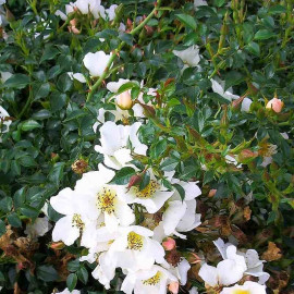 Rosa Sans Contraintes 'Rose du Soleil'® - Rosier hybride kordes® à fleurs de ciste