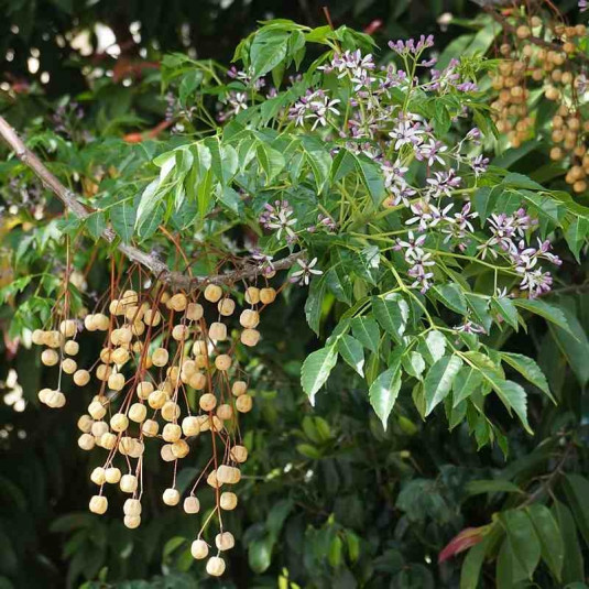 Melia azedarach - Margousier - Lilas de Perse