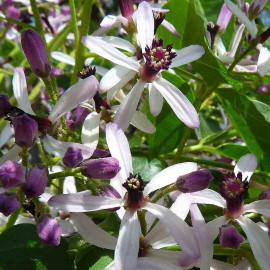 Melia azedarach - Margousier - Lilas de Perse