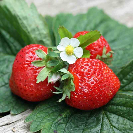 Fragaria ananassa 'Korona' - Fraisier à grosses fraises
