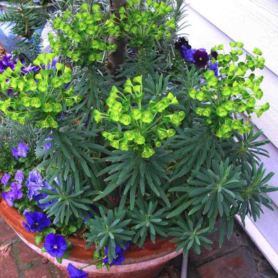 Euphorbia characias 'Wulfenii Shorty' - Euphorbe des Vallons compacte